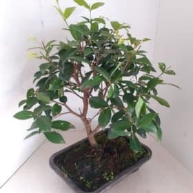 thumb-bonsai-de-acerola-0