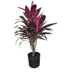 Dracena Cordyline