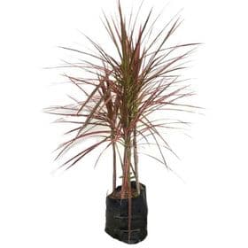 Dracena Tricolor