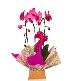 thumb-orquidea-multicolor-rosa-0