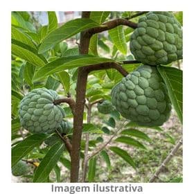 thumb-muda-noni-enxertada-1