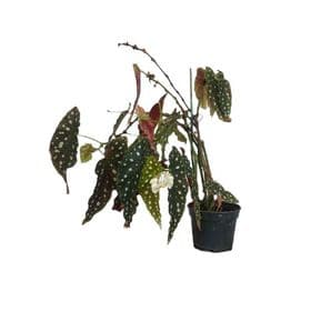 thumb-begonia-maculata-0