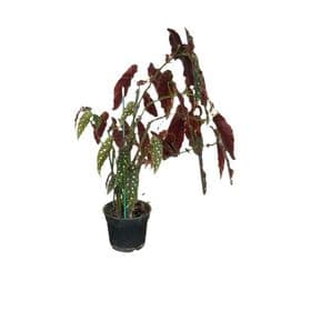 thumb-begonia-maculata-1