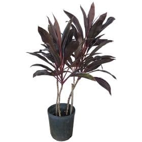 Dracena Cordyline Chocolate