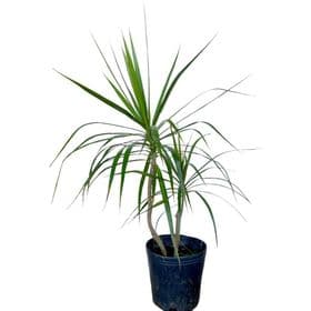 thumb-dracena-madagascar-0