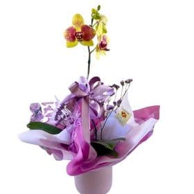 thumb-orquidea-phalaenopsis-imperdivel-1